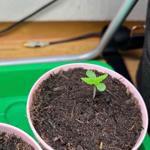 Radical Russian growlog photo: Radical Russian go‘s farther the radical way