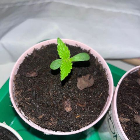 Radical Russian growlog photo: Picture can say more than 1000 words 