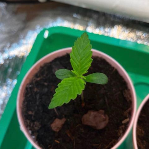Radical Russian growlog photo: Ok ni chuja 