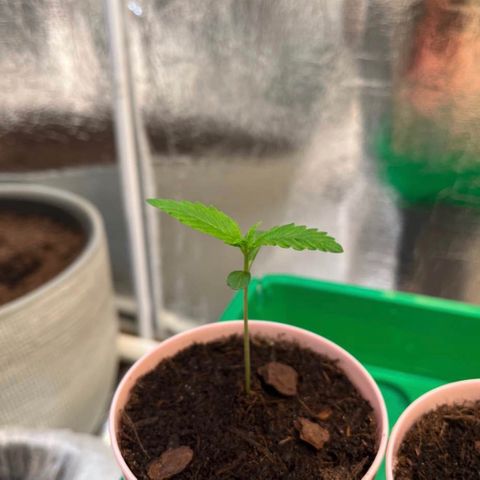 Radical Russian growlog photo: Come with your Cousins !!!