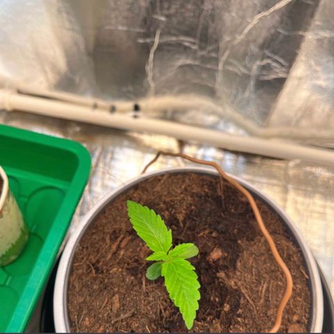 Radical Russian growlog photo: New pot new plant size