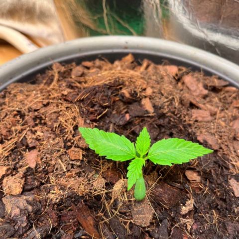 Radical Russian growlog photo: Looks tiny but goes deep