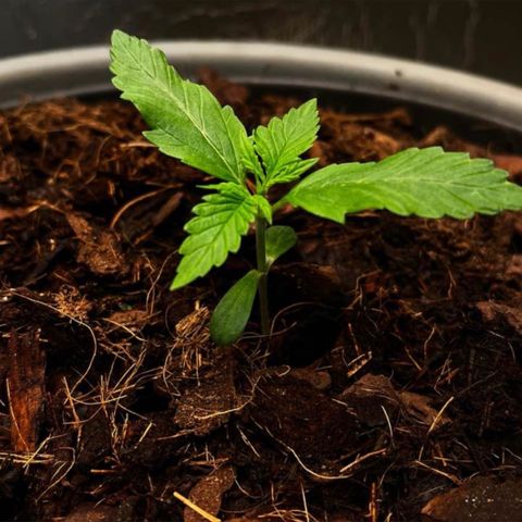 Radical Russian growlog photo: Big Pot for everyone !!!