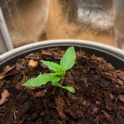 Radical Russian growlog photo: Damned by LST I destroy one leaf 🥲( was little bit to drunken)