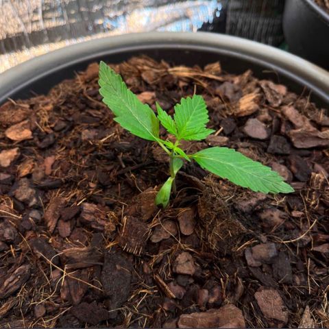 Radical Russian growlog photo: 100% BIO PLANT