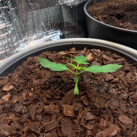 Radical Russian growlog photo: The normal way, no joke still radical RADICAL RUSSIAN RAAAA