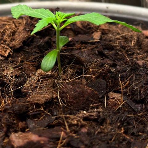 Radical Russian growlog timeline photo