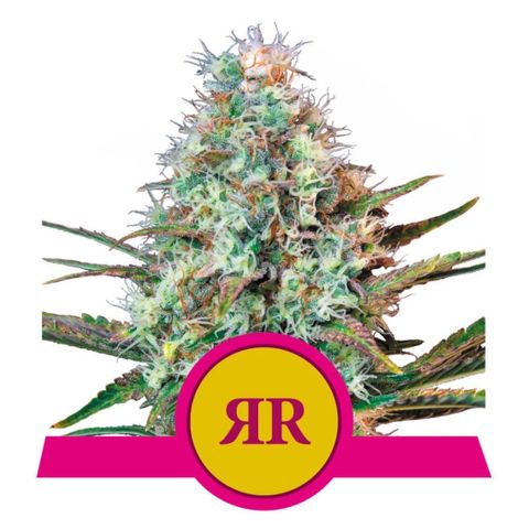 Renate growlog timeline photo