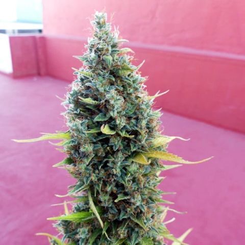 Bella Blue growlog timeline photo
