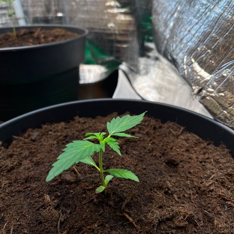 Bella Blue growlog photo: Beauty grows up