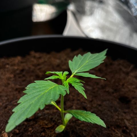 Bella Blue growlog photo: Beauty grows up
