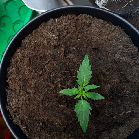Bella Blue growlog photo: Beauty grows up