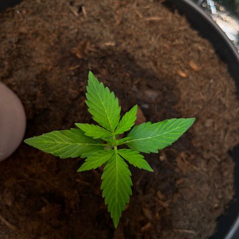 Renate growlog photo: ONE LOVE 