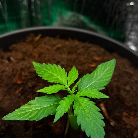 Renate growlog photo: ONE LOVE 