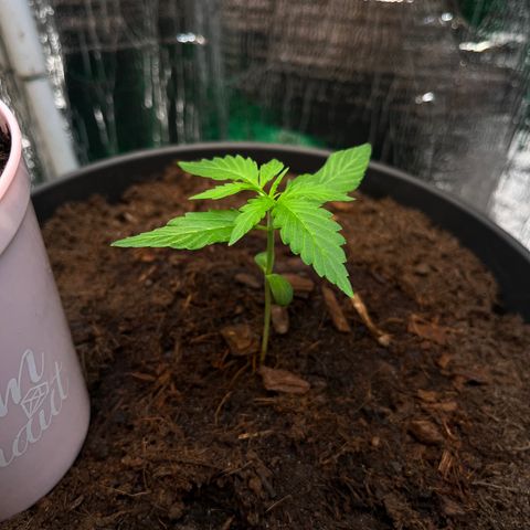 Renate growlog photo: ONE LOVE 