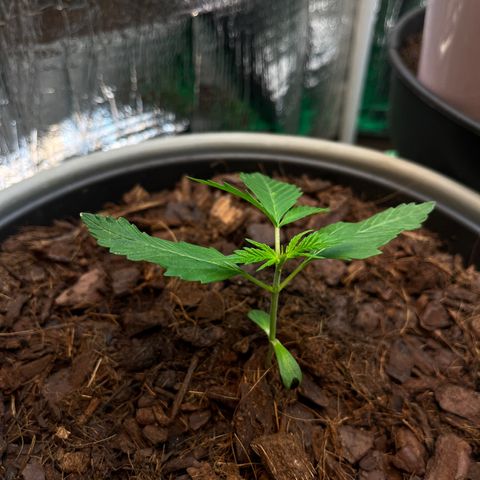 Radical Russian growlog photo: Tough little fucker 