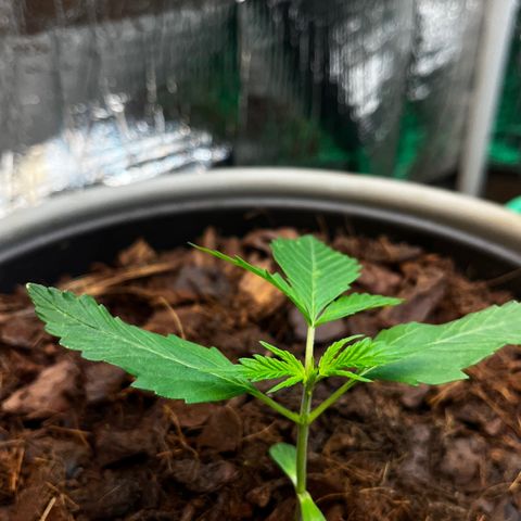 Radical Russian growlog photo: Tough little fucker 