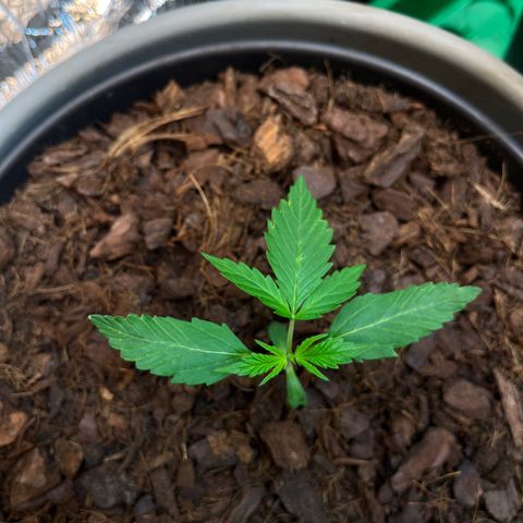Radical Russian growlog photo: Tough little fucker 