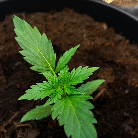 Bella Blue growlog photo: Easy going easy going 