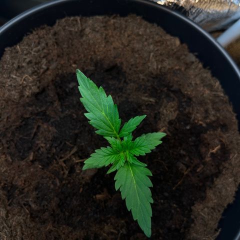 Bella Blue growlog photo: Easy going easy going 