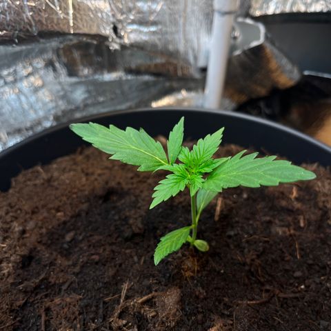 Bella Blue growlog photo: Easy going easy going 