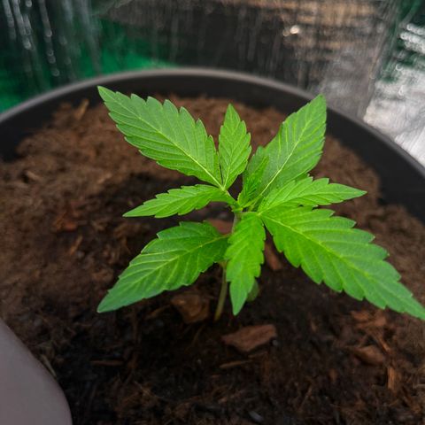 Renate growlog photo: Casa Way