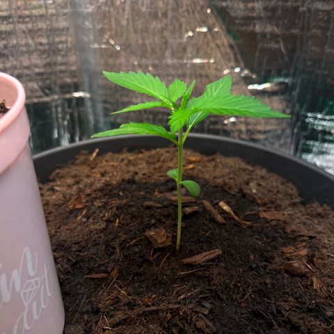 Renate growlog photo: Casa Way