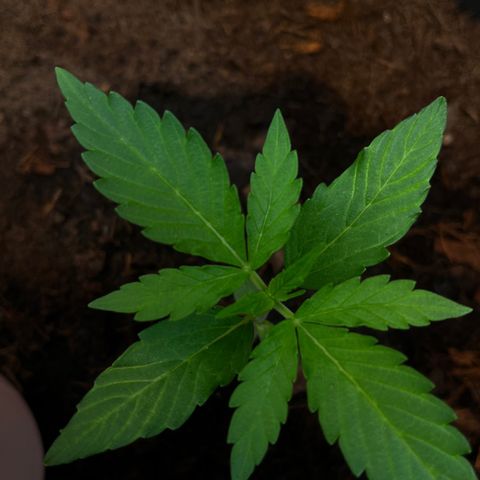 Renate growlog photo: Casa Way