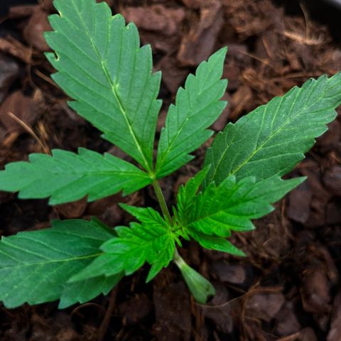 Radical Russian growlog photo: One arm left over no problem for the great radical Russian on the left corner