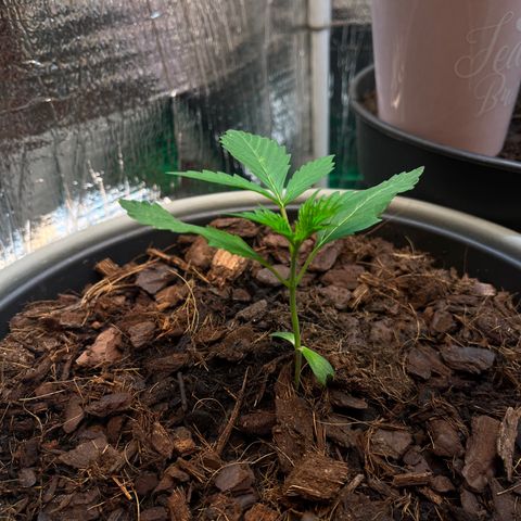 Radical Russian growlog photo: One arm left over no problem for the great radical Russian on the left corner