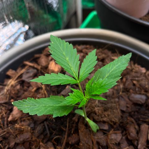 Radical Russian growlog photo: One arm left over no problem for the great radical Russian on the left corner