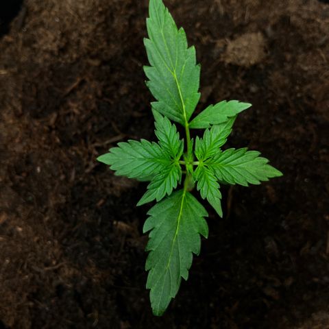 Bella Blue growlog photo: Ouh damned Bella you make me horny 