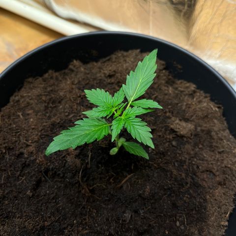 Bella Blue growlog photo: Ouh damned Bella you make me horny 