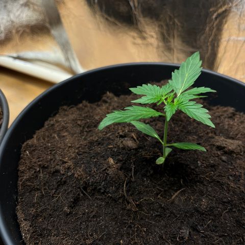 Bella Blue growlog photo: Ouh damned Bella you make me horny 