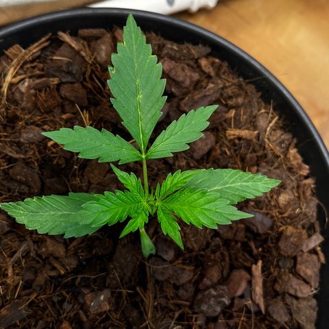 Radical Russian growlog photo: Terminator Style !!!