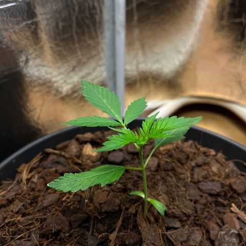 Radical Russian growlog photo: Terminator Style !!!
