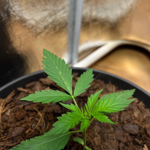 Radical Russian growlog photo: Terminator Style !!!