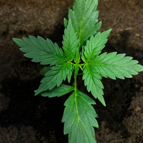 Bella Blue growlog photo: Lowrider