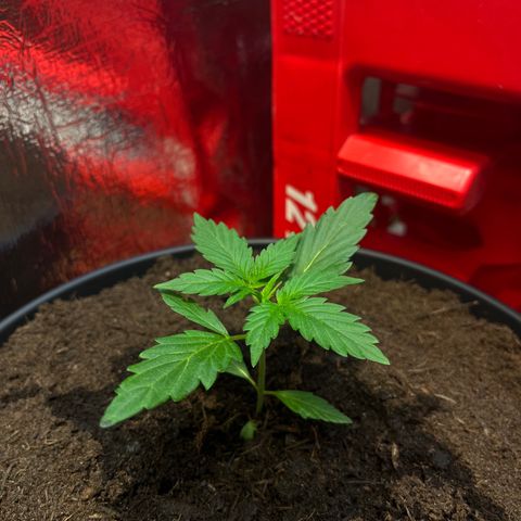 Bella Blue growlog photo: Lowrider