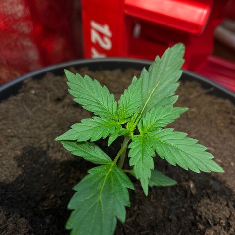 Bella Blue growlog photo: Lowrider
