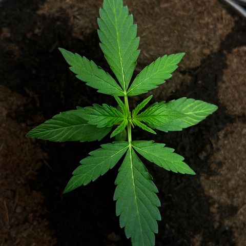 Renate growlog photo: Walk in order