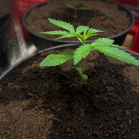 Renate growlog photo: Walk in order