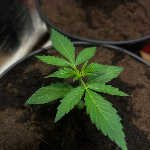 Renate growlog photo: Walk in order