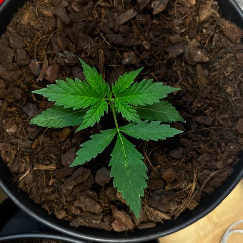 Radical Russian growlog photo: Big dreamz !