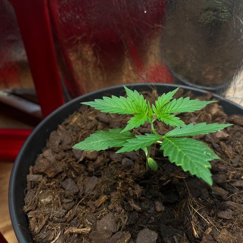 Radical Russian growlog photo: Big dreamz !