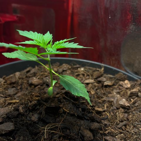 Radical Russian growlog photo: Big dreamz !