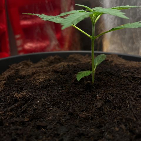 Bella Blue growlog photo: hotty ❤️