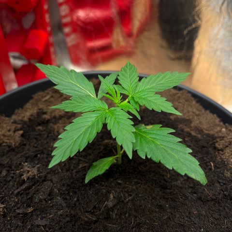 Bella Blue growlog photo: hotty ❤️