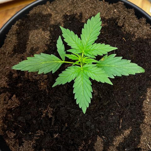 Bella Blue growlog photo: hotty ❤️