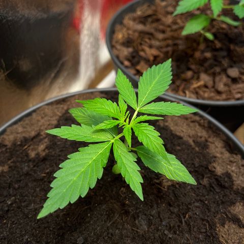 Renate growlog photo: Sexy Mademoiselle 